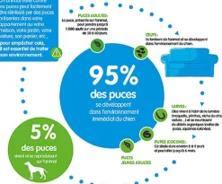 Advantix - Antiparasitaire 25 à 40 Kg pour Grand Chien - 6x4ml