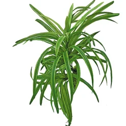 Amtra - Décoration Plante Replica Dracena - 25cm