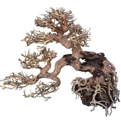 Amtra -  Racine Naturelle Oriental Wind 7 - M