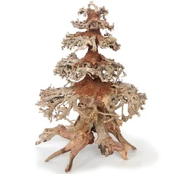 Amtra -  Racine Naturelle Oriental Wind 8 - M