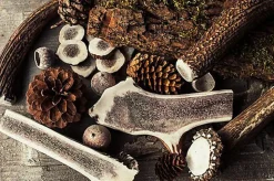 Animalis - Friandise Bois de Cerf Fendu pour Chien