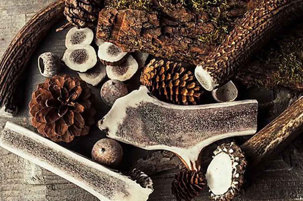 Animalis - Friandise Bois de Cerf Fendu pour Chien