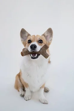 Benebone - Jouet Os à Mâcher Maplesticks Bois