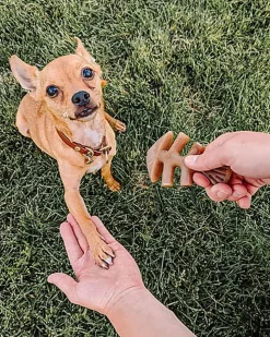 Benebone - Jouet Os à Mâcher Fishbone