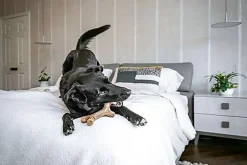 Benebone - Jouet Os à Mâcher Bacon Sticks