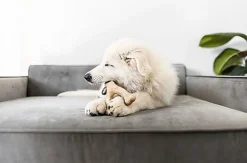 Benebone - Jouet Os à Mâcher Wishbone Poulet