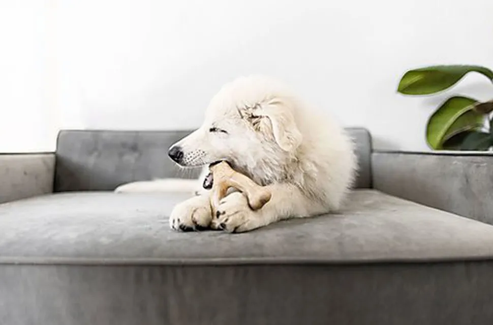 Benebone - Jouet Os à Mâcher Wishbone Poulet