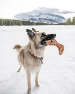 Benebone - Jouet Os Dental Chew Bacon - M