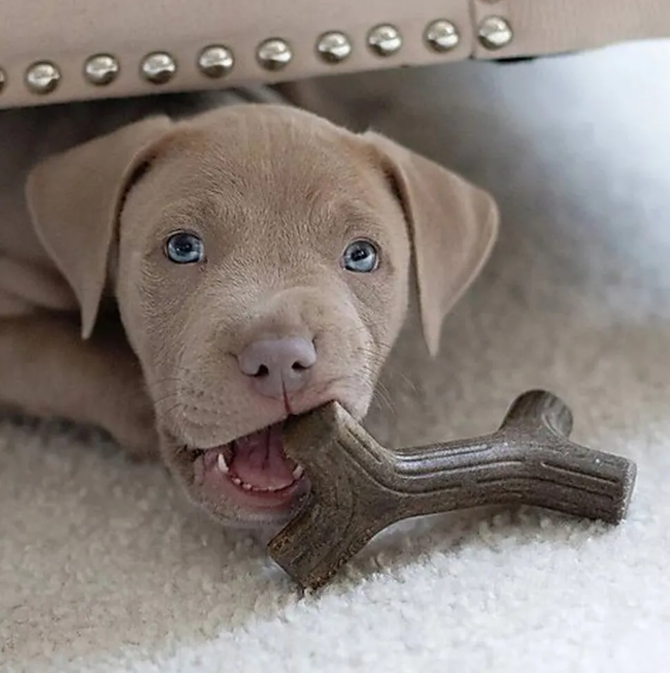 Benebone - Jouet Puppy Pack Maplestick-Zaggler Bacon