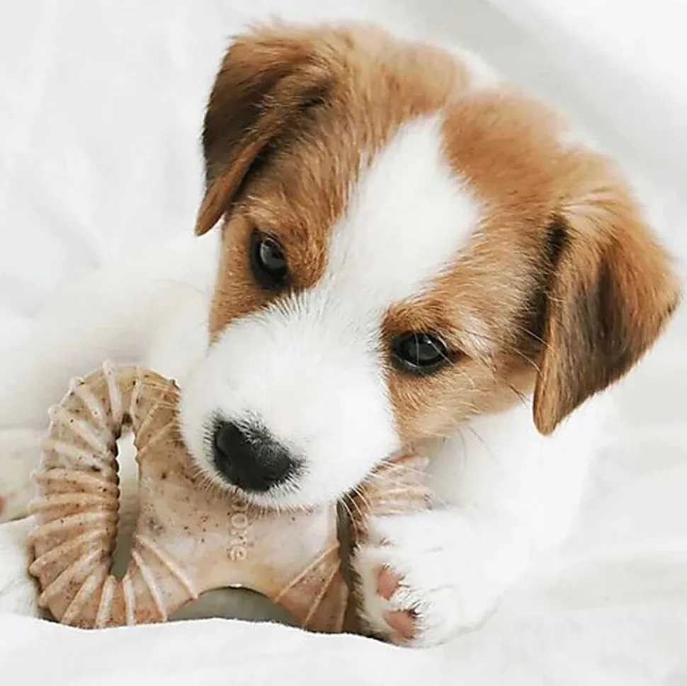 Benebone - Jouet Puppy Pack Dental Chew-Wishbone Bacon