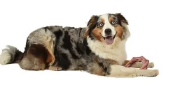 Bobby - Jouet Anneau Bambou Caoutchouc Rose pour Chiens