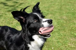 Bobby - Jouet Balle Caoutchouc Cache Friandises Rose pour Chiens