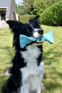 Bobby - Jouet Twist Bleu pour Chiens - L