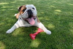 Bobby - Jouet Twist Rose pour Chiens - L