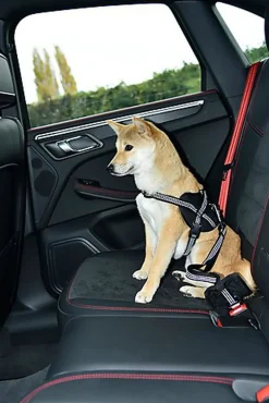 Bobby - Laisse avec Attache Sécurité Voiture Fuchsia pour Chien