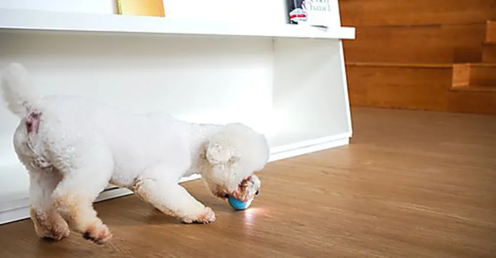 Cheerble - Balle Pelote Interactive Cheerble SE pour Chats