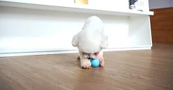 Cheerble - Balle Pelote Interactive Cheerble SE pour Chats