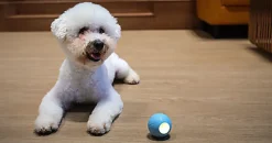 Cheerble - Balle Pelote Interactive Cheerble SE pour Chats