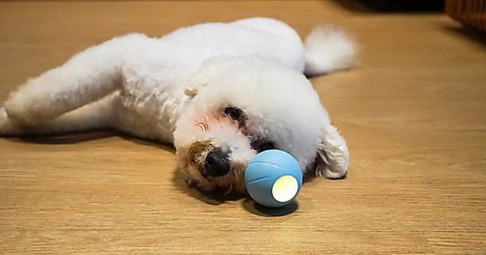 Cheerble - Balle Pelote Interactive Cheerble SE pour Chats