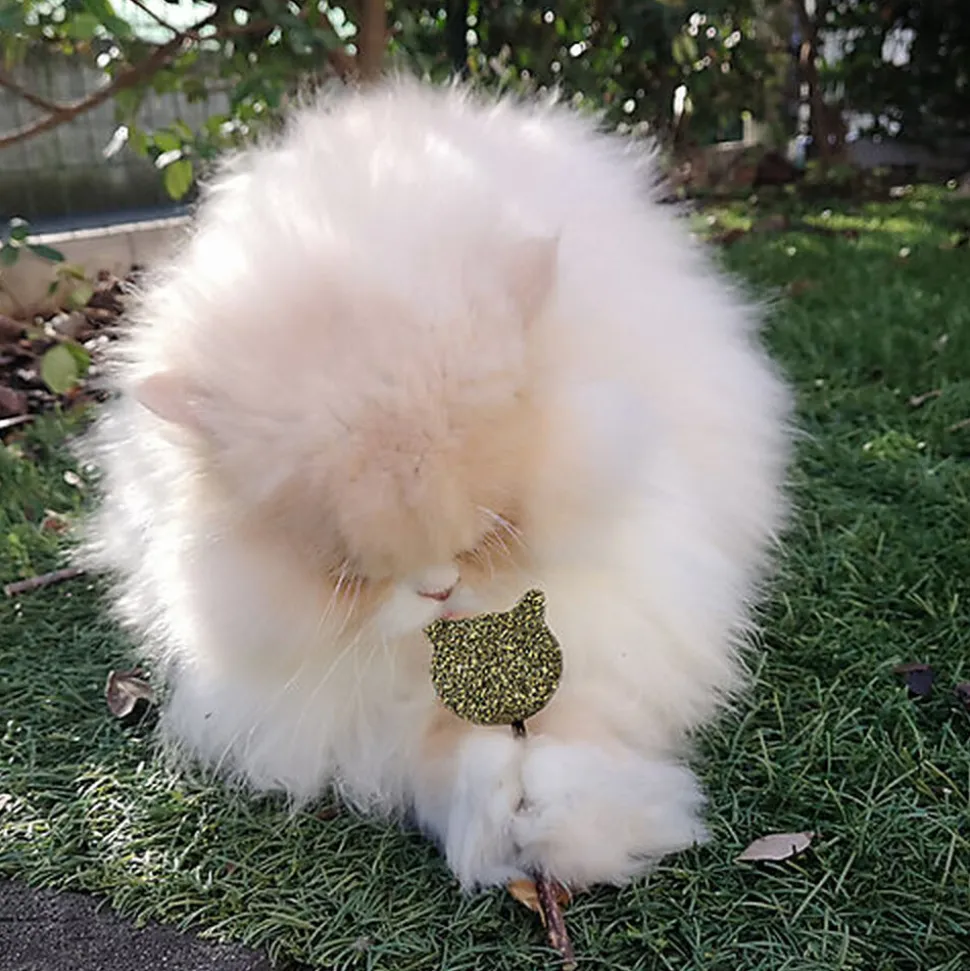 Croci - Jouet Baguette Catnip Euphoria Cat Face - 14cm