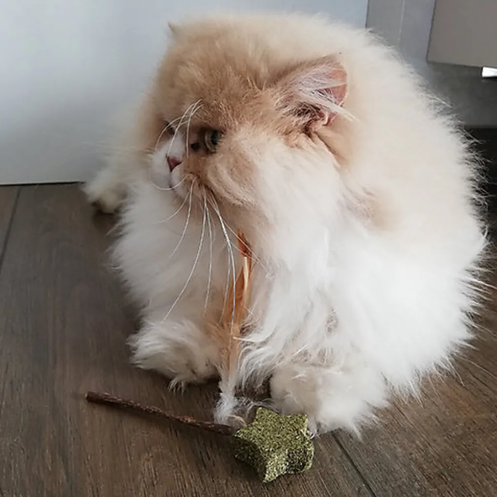 Croci - Jouet Baguette Catnip Euphoria Etoile - 12cm