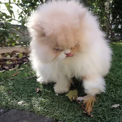 Croci - Jouet Baguette Catnip Euphoria Etoile - 12cm