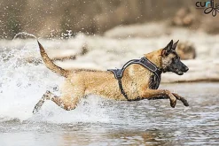 Curli - Harnais Belka Air-Mesh en Noir pour Chiens - S