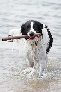 Doog - Jouet Bâton The Sticks Uncle Chuck pour Chiens - 38cm