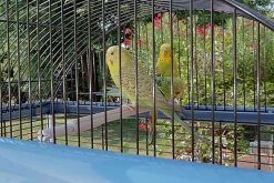 Ferplast - Cage Palladio 4 pour Oiseaux Exotiques - Bleu