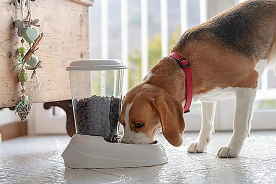 Ferplast - Distributeur de Croquettes Zenith pour Chiens et Chats - Bleu