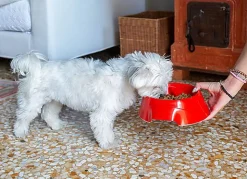 Ferplast - Ecuelle Anti-glouton Magnus Slow Rouge - S