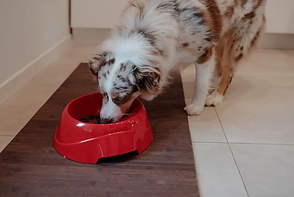 Ferplast - Ecuelle Anti-glouton Magnus Slow Gris - L