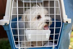 Ferplast - Panier de Transport Atlas 10 Open - Noir