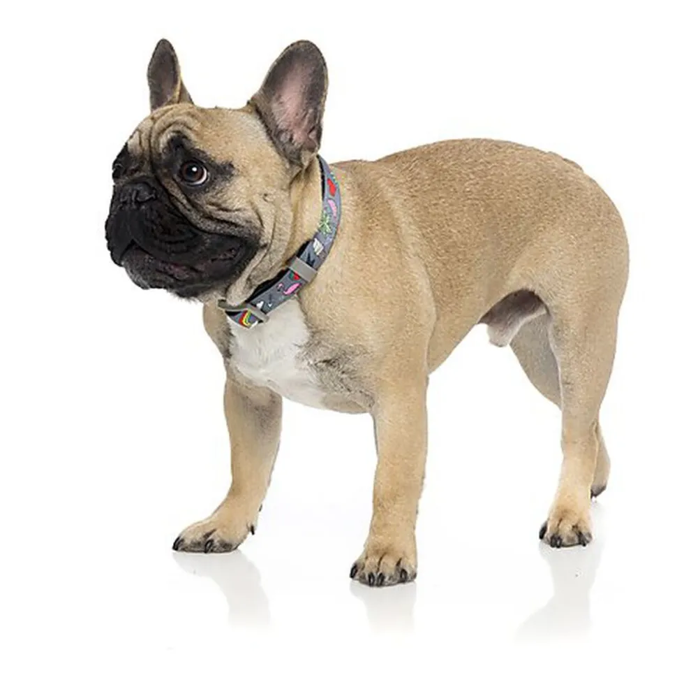 FuzzYard - Collier Coachella pour Chien - L