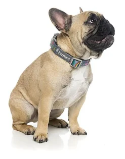 FuzzYard - Collier Coachella pour Chien - L