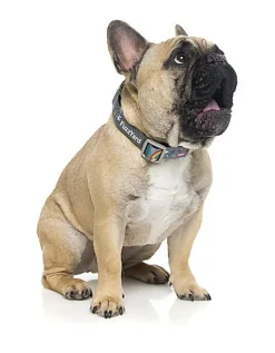 FuzzYard - Collier Coachella pour Chien - L