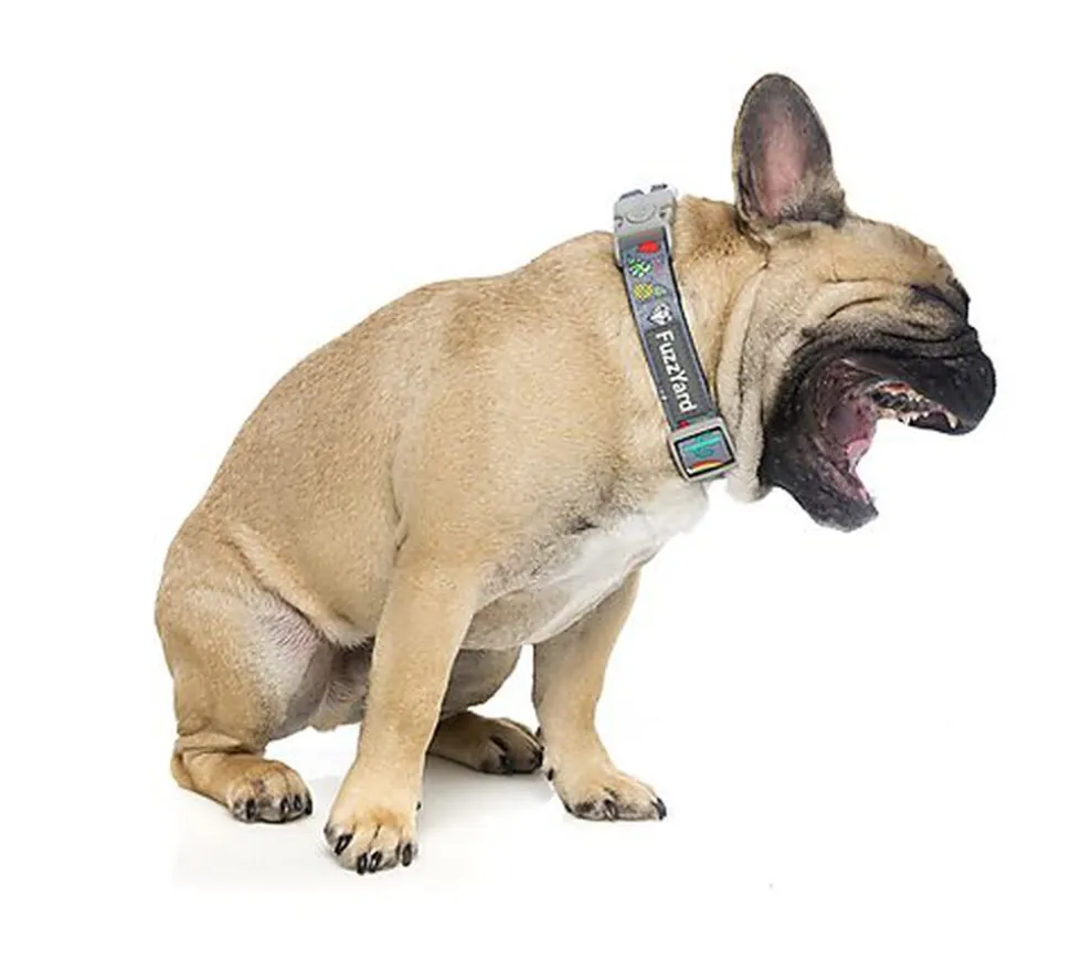 FuzzYard - Collier Coachella pour Chien - L