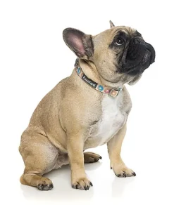 FuzzYard - Collier Go Nuts pour Chien - L