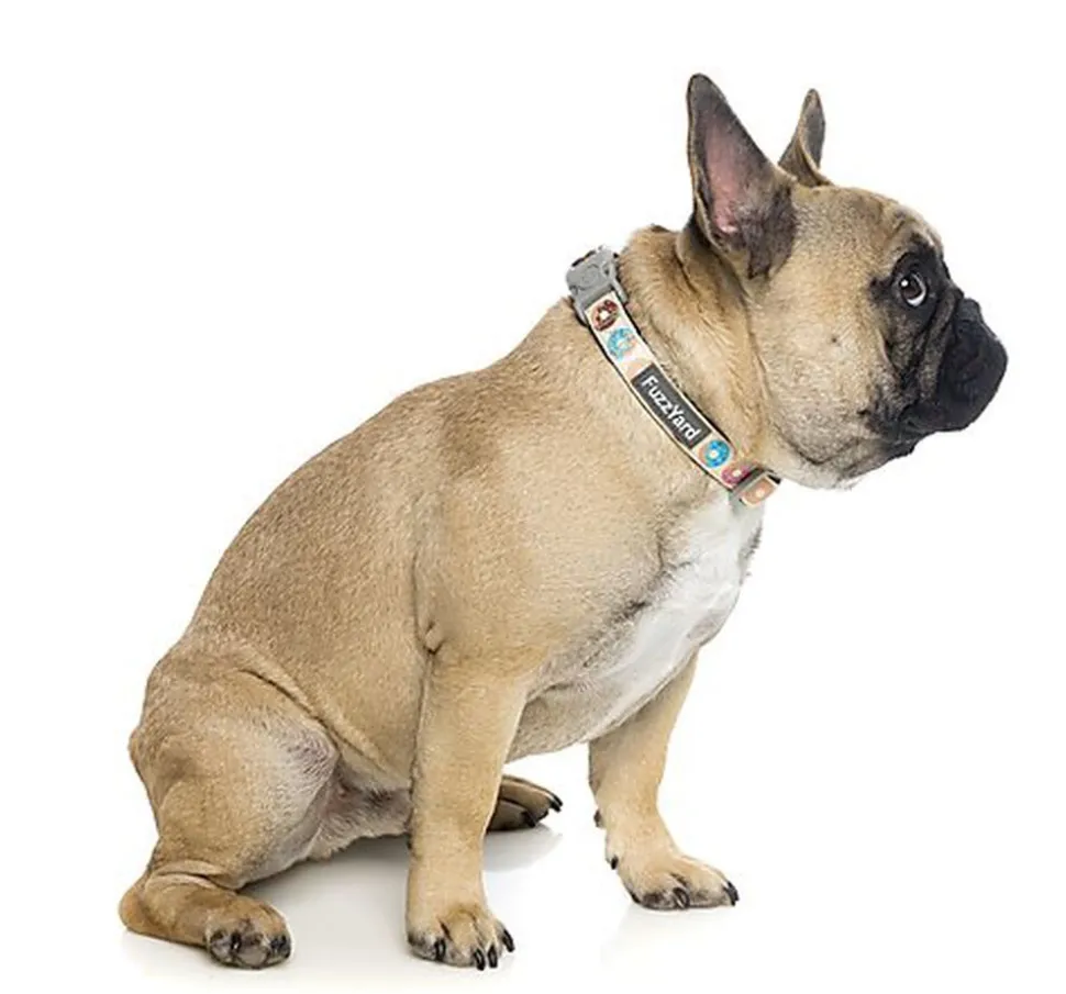 FuzzYard - Collier Go Nuts pour Chien - L
