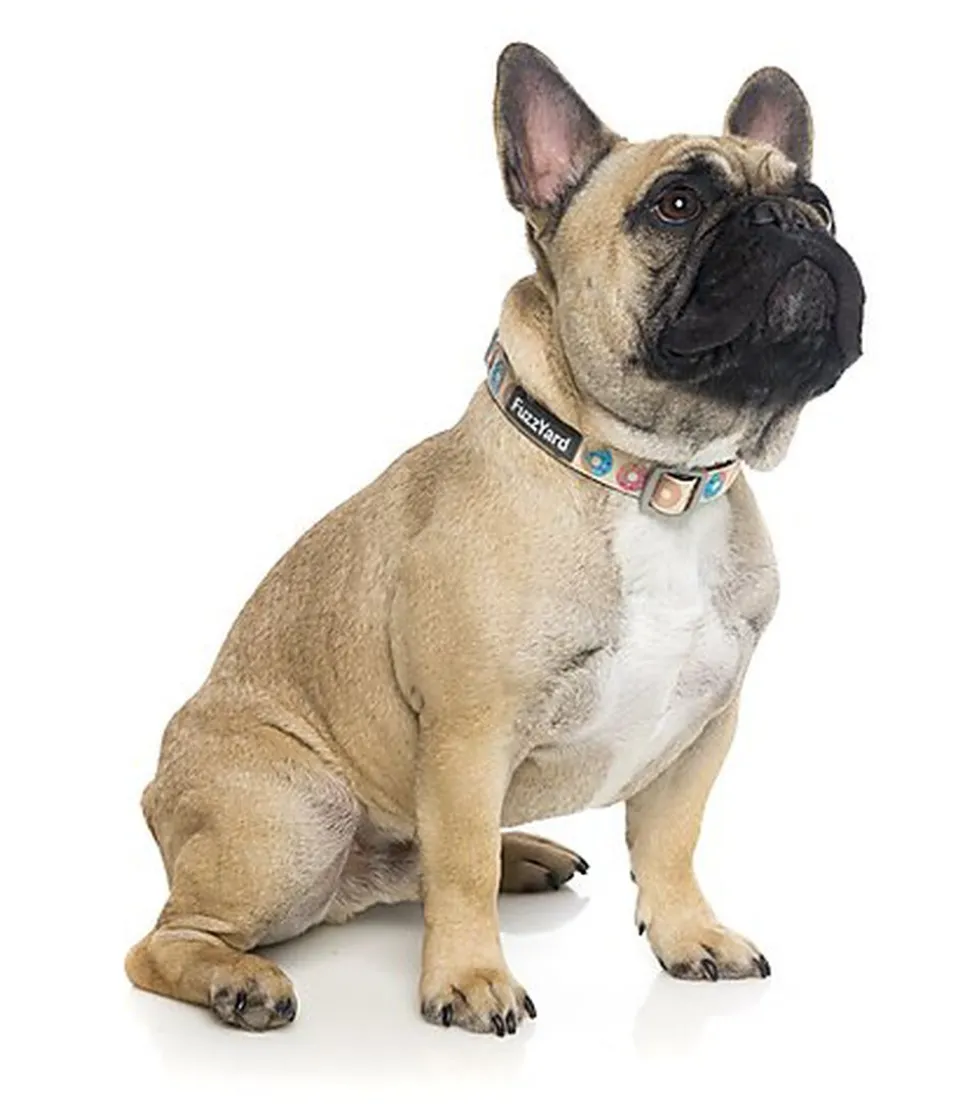 FuzzYard - Collier Go Nuts pour Chien - L