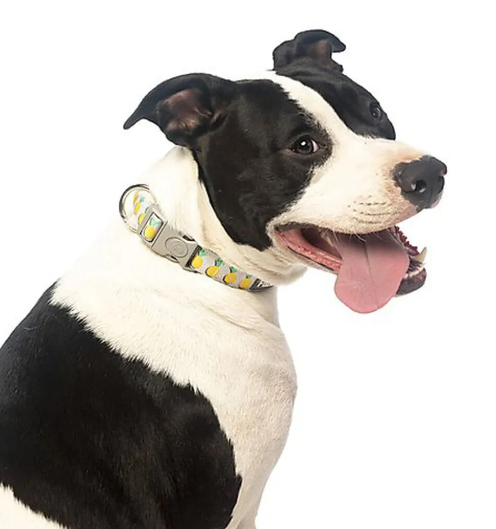 FuzzYard - Collier Piña Colada pour Chiens