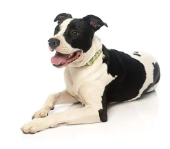 FuzzYard - Collier Piña Colada pour Chiens