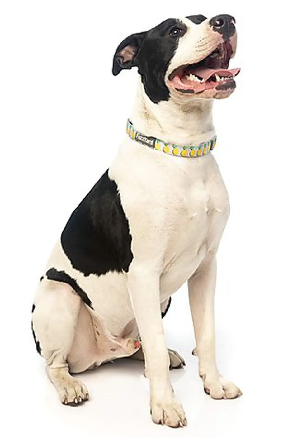 FuzzYard - Collier Piña Colada pour Chiens