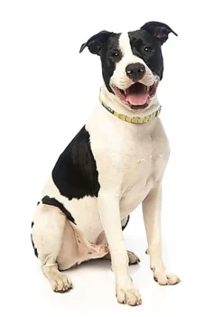 FuzzYard - Collier Piña Colada pour Chiens