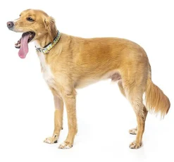 FuzzYard - Collier Piña Colada pour Chiens