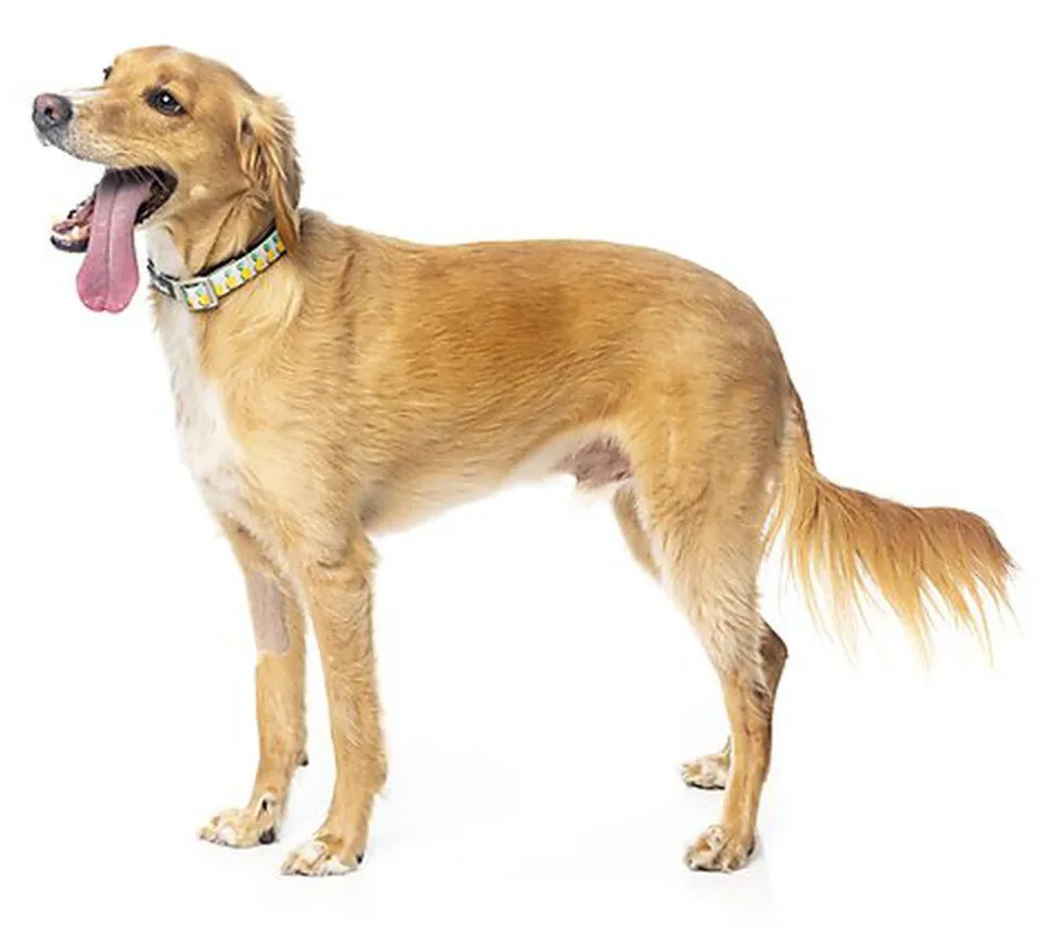 FuzzYard - Collier Piña Colada pour Chiens