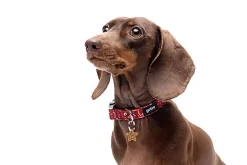 Gotoo - Charm Etoiles à Paillettes pour Chien - S