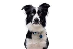 Gotoo - Charms Princesse Bleu pour Chien