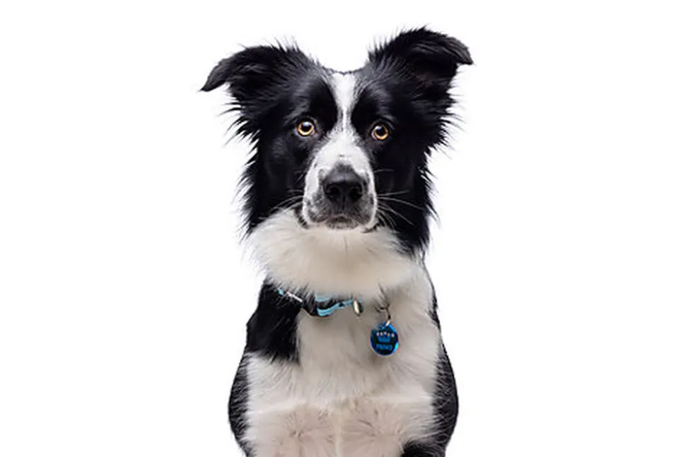 Gotoo - Charms Princesse Bleu pour Chien