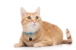 Gotoo - Collier en Nylon Premium Bleu pour Chat